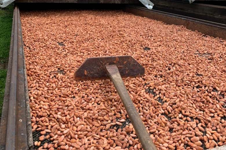 Ilhéus + Cocoa Farm Tour, Ihéus