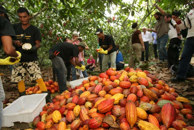 Watch the chocolate producers at work