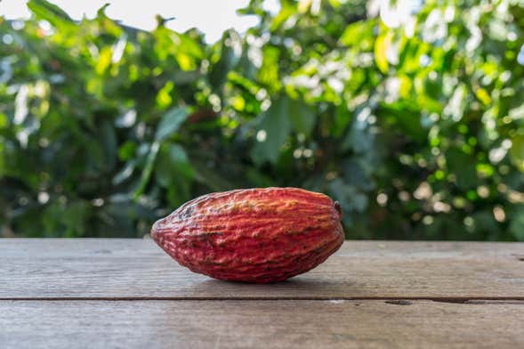 Tour do cacau e chocolate em Ilhéus