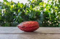 Visita a una finca de cacao