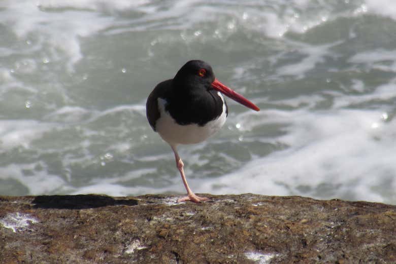 Vous découvrirez la faune qui habite les plages d'Imbituba