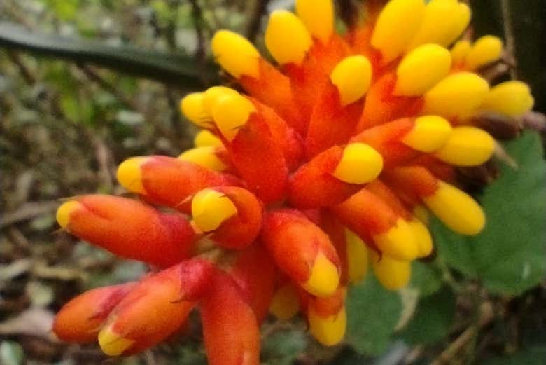 Discover local plant life