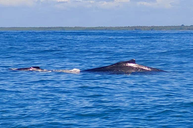 Avistando as baleias jubartes em Ilha de Boipeba