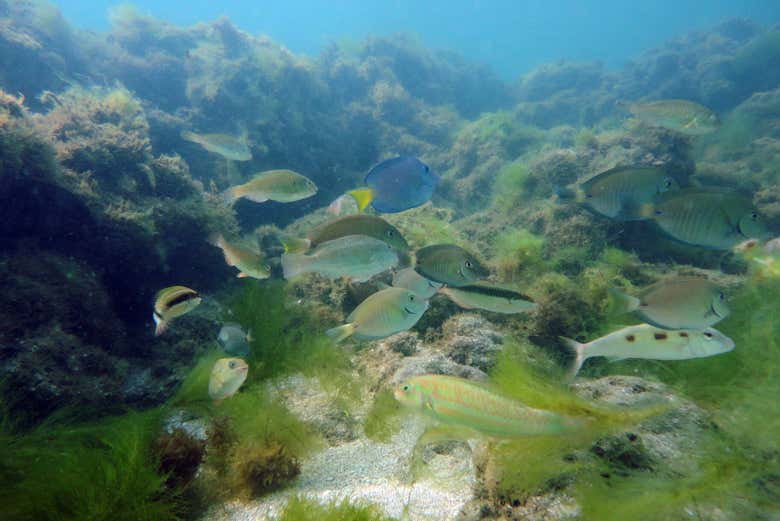 Cardume nas pisicinas naturais de Tassimirim