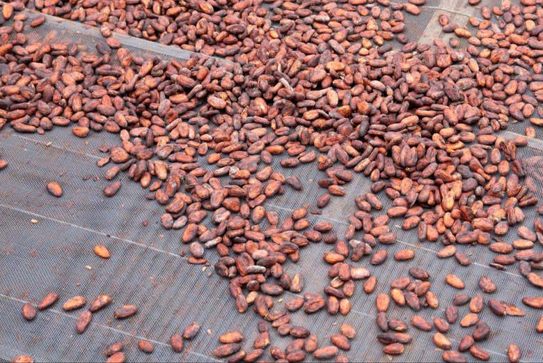 Cacau no processo de secagem