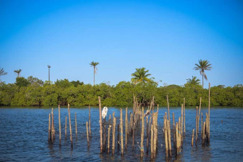 Paisajes del río de Contas
