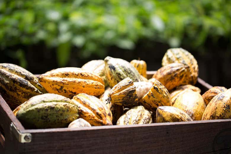 See how artisanal chocolate is crafted!