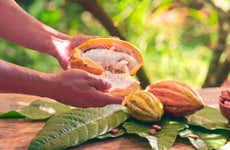 Visita à fazenda de cacau Vila Rosa