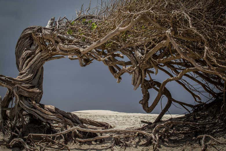 Arbre paresseux