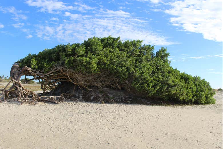 El árbol perezoso