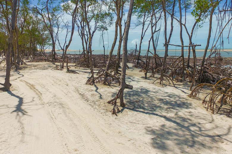 Manglares de Jericoacoara