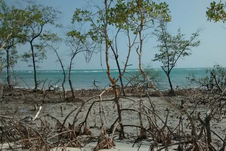 Exploring the coastline of Jericoacoara during the buggy tour