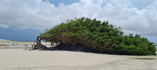 Tour pelo leste de Jericoacoara