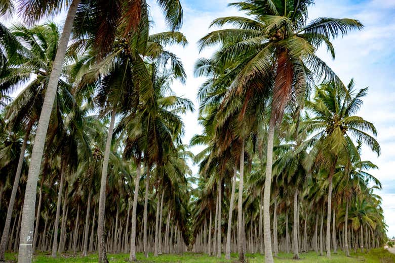 Arbres de Coqueiral