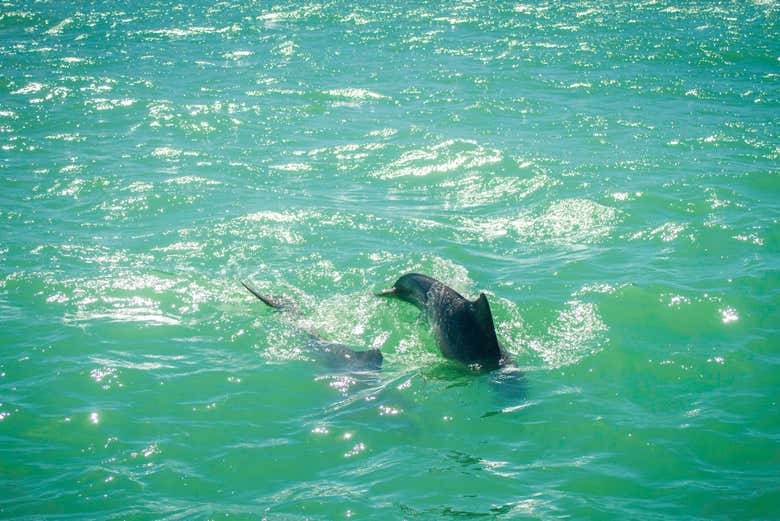 Delfines en las playas de Pipa