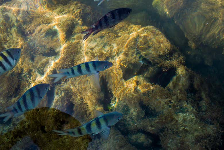 Peixes na praia de Porto de Galinhas
