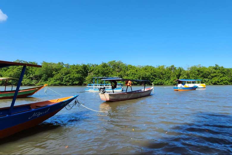 Excurs o Barra De Mamanguape Saindo De Jo o Pessoa Civitatis Brasil
