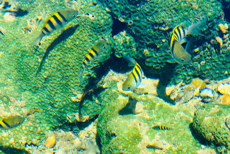 Discover local sealife