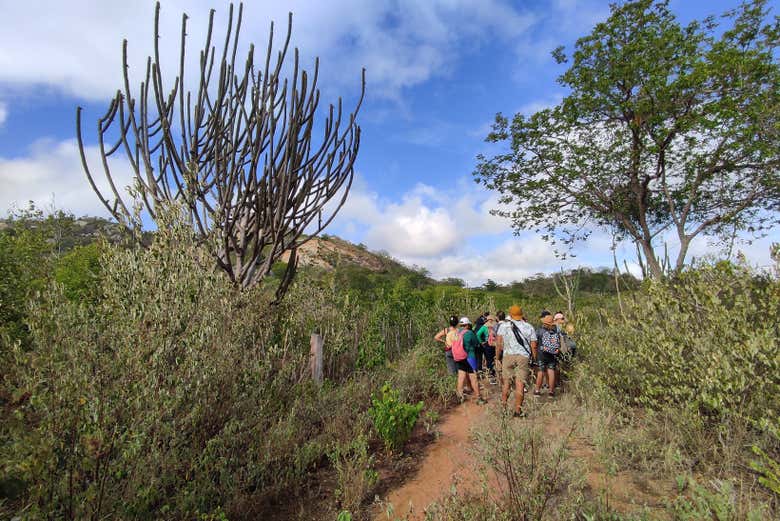 Haciendo una ruta por la caatinga