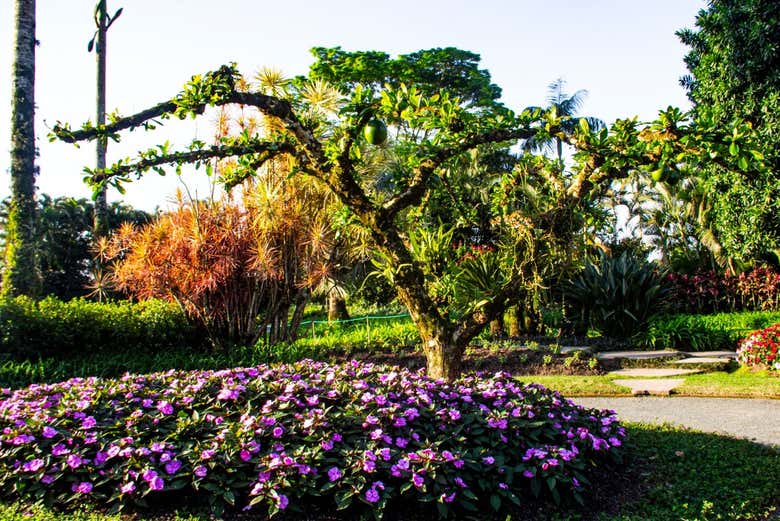 Contemplando bucólicos jardins