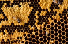 Vale das Pitaias + Apiário Pfau Tour