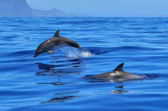 Avistamiento de delfines pescadores en Laguna