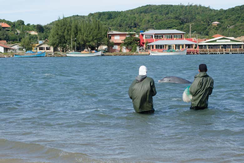 Observe how the humans and dolphins work together