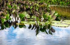 Excursión al Pantanal de Marimbus y al río Roncador