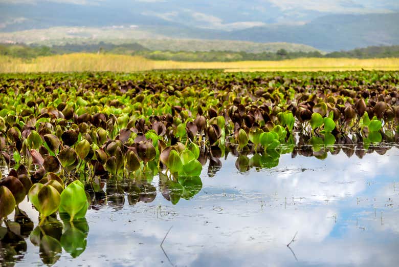 Veremos diferentes plantas acuáticas