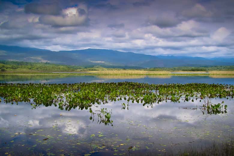 Paisajes del Pantanal dos Marimbus