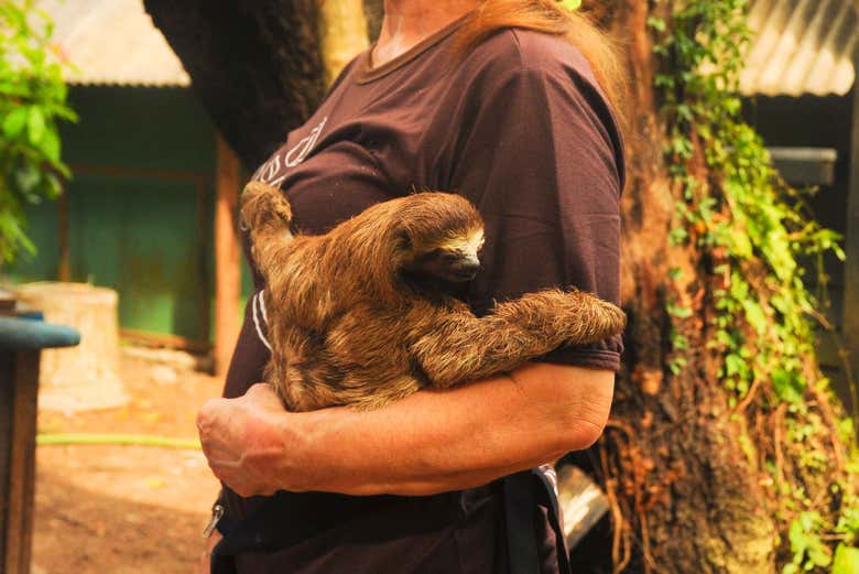 Um simpático bicho-preguiça durante o tour