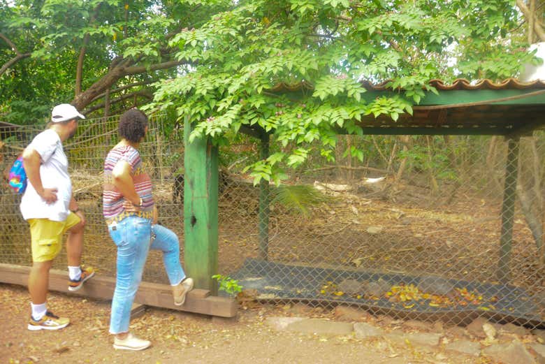 Poderemos avistar fauna e flora amazônica