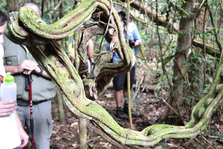 Cipó Escada de Jabuti no Parque Nacional