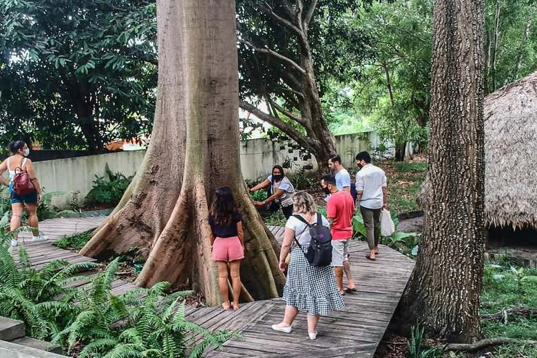 Árvore no museu Sacaca