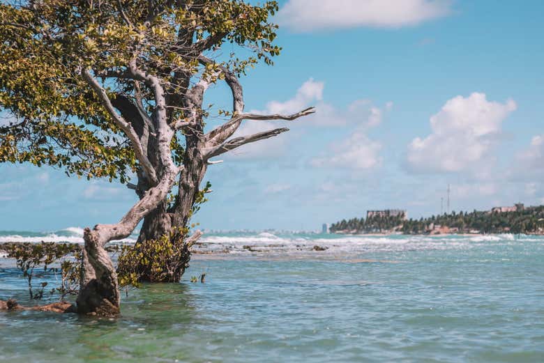 Árvore na praia da Sereia