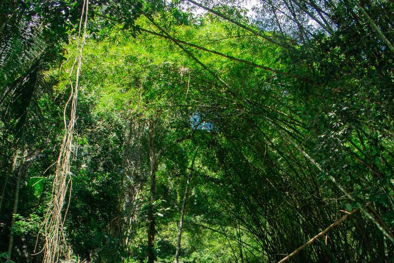 Vegetación en la reserva de Santa Tereza