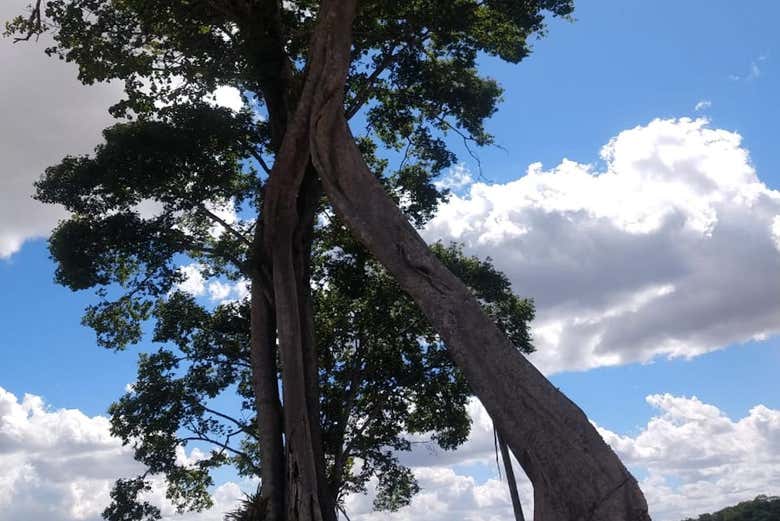 Trees in the Braçadeira area