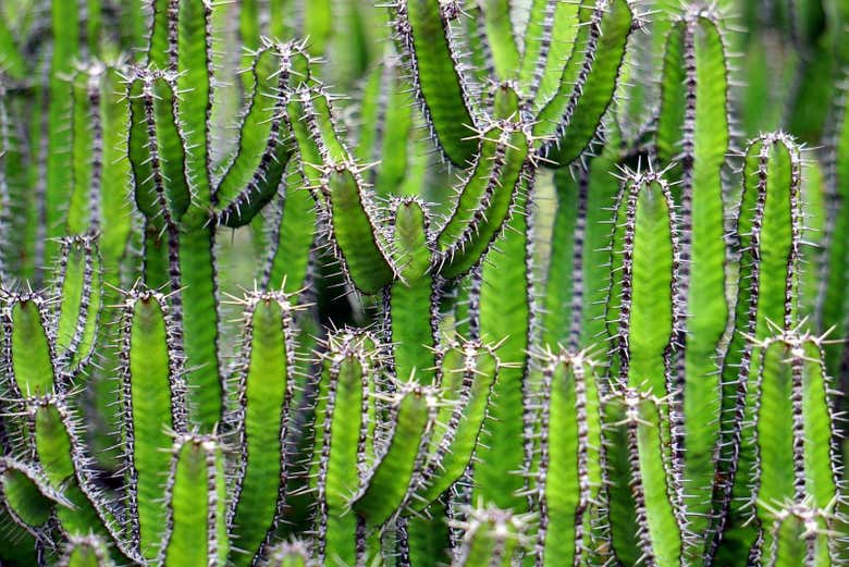 Cactus in Delmiro Gouveia