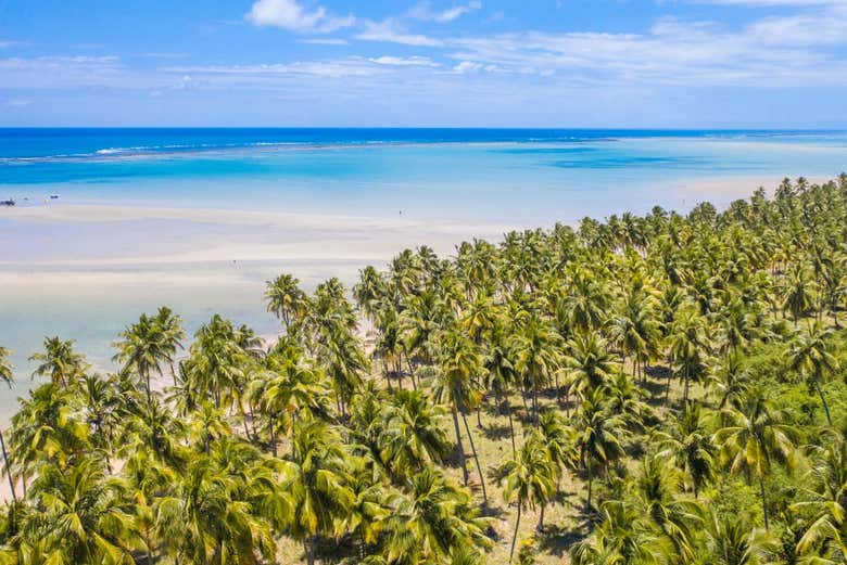 Palmeiras na praia de Maragogi