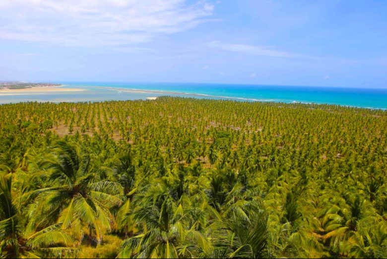 Un paraíso tropical rodeado de cocoteros