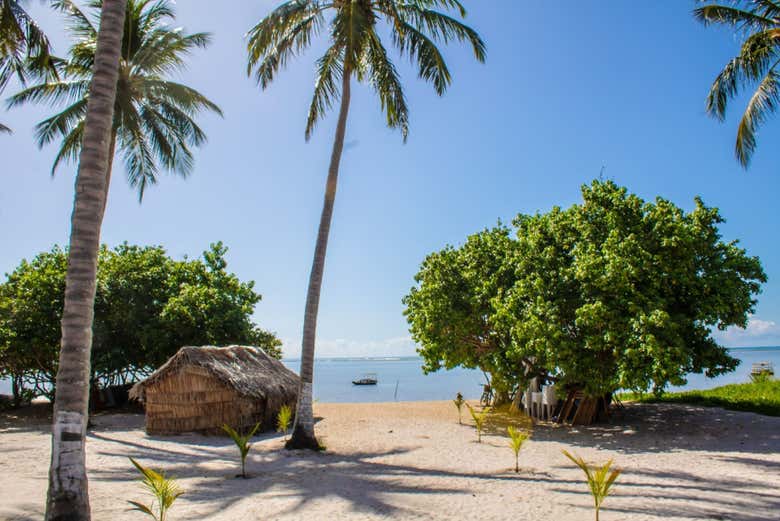 Palmeras de la playa de Patacho