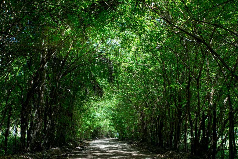 Vegetação na entrada de uma das praias