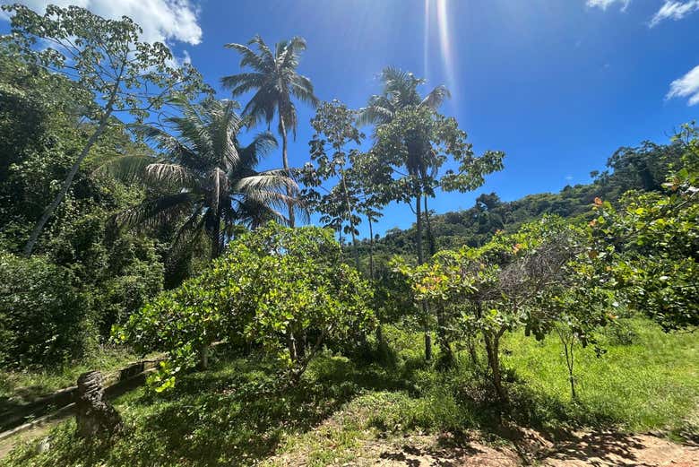 Delmiro Gouveia vegetation