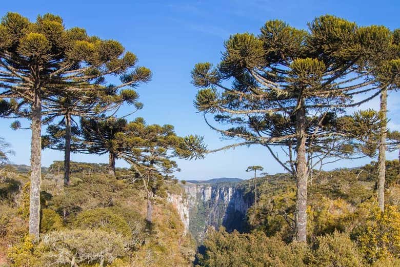 Learn about the history of the canyon