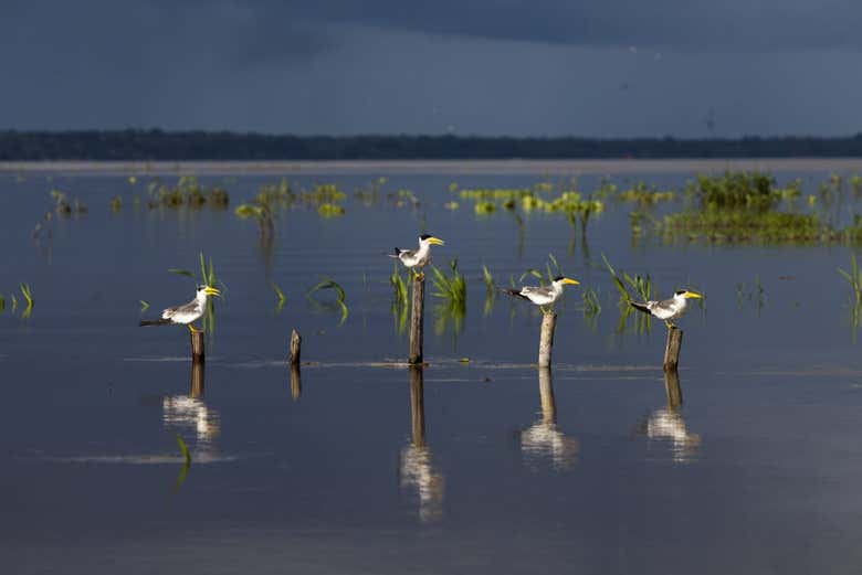 Aves típicas del río Manacapuru