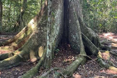 Alberi centenari della foresta