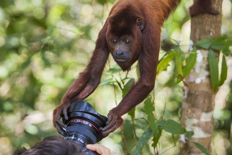 Podréis ver desde muy cerca a la fauna amazónica