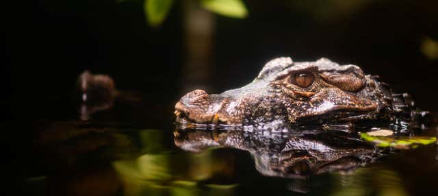 Rio Negro Nighttime Alligator-Watching