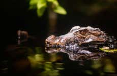 Observation de caïmans de nuit dans le rio Negro
