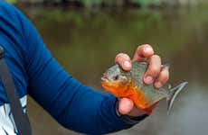 Excursão pelo rio Negro + Pesca de piranhas